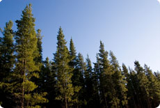 Forestry and the ETS