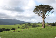 Dairy Farm